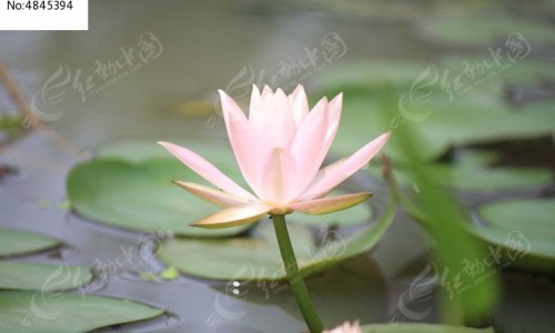 脸上痘痘用什么药膏-脸上痘痘可以用双氧水吗网 - 为你提供脸上痘痘去除最快方法、脸上痘痘