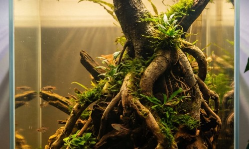 脸上痘痘用什么药膏-脸上痘痘可以用双氧水吗网 - 为你提供脸上痘痘去除最快方法、脸上痘痘